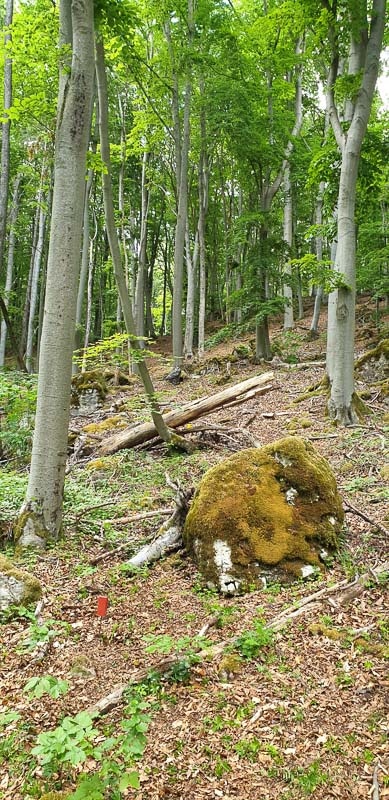instarch 200525 1960 x 4032 7-bogenschiessen