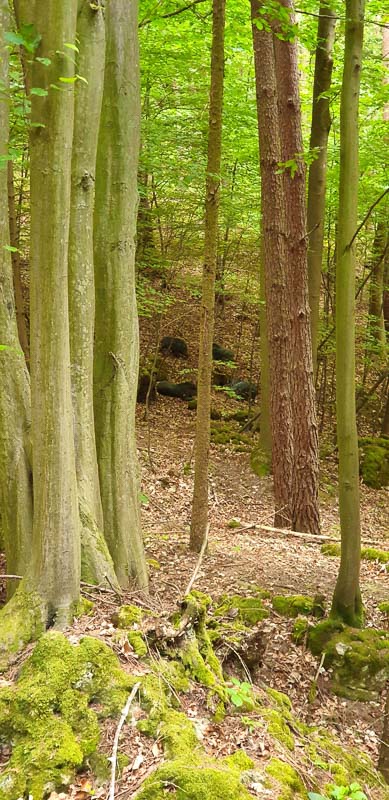 instarch 200525 1960 x 4032 70-bogenschiessen