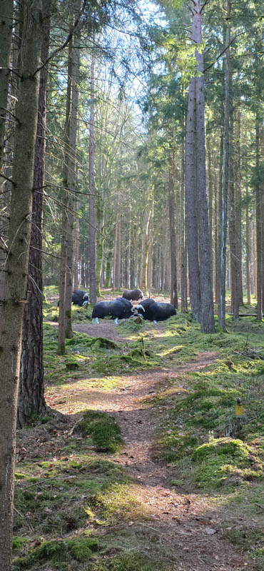 Guteneck 800er 037-bogenschiessen