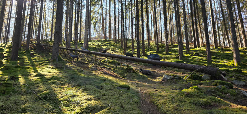 Guteneck 800er 044-bogenschiessen