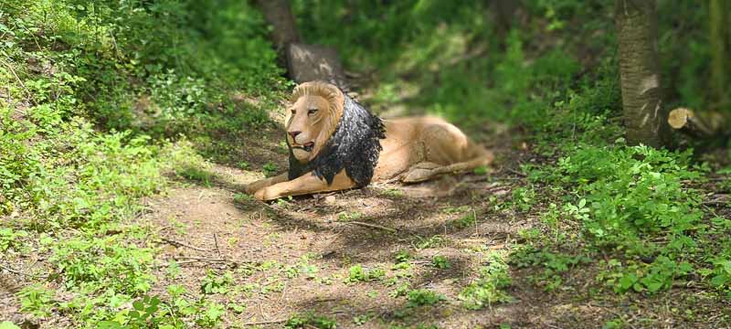 Streutal 3D Parcours in Mellrichstadt - Jagdbogen Freunde Rhön e.V. 25-bogenschiessen bogenschiessen 29Mai 0025-bogenschiessen