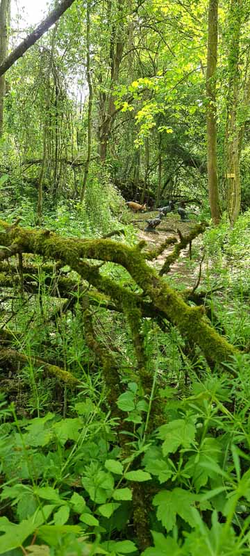 Streutal 3D Parcours in Mellrichstadt - Jagdbogen Freunde Rhön e.V. 26-bogenschiessen bogenschiessen 29Mai 0026-bogenschiessen