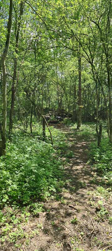 Streutal 3D Parcours in Mellrichstadt - Jagdbogen Freunde Rhön e.V. 27-bogenschiessen bogenschiessen 29Mai 0027-bogenschiessen