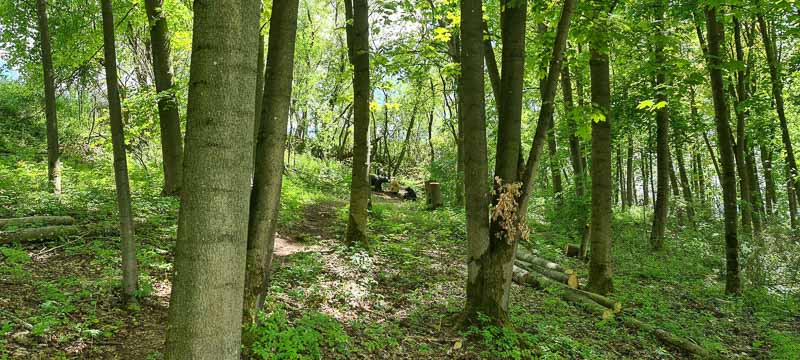 Streutal 3D Parcours in Mellrichstadt - Jagdbogen Freunde Rhön e.V. 36-bogenschiessen bogenschiessen 29Mai 0036-bogenschiessen
