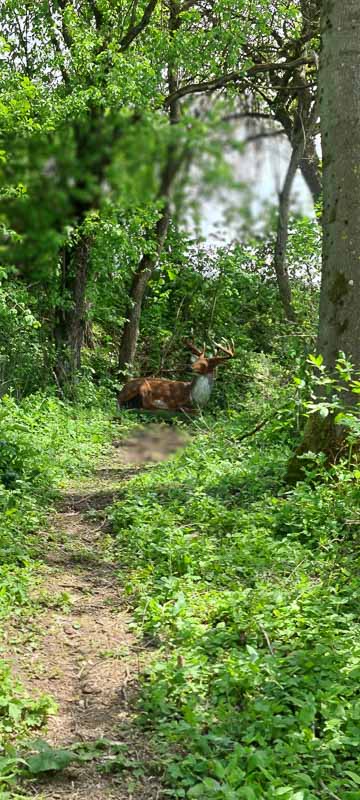 Streutal 3D Parcours in Mellrichstadt - Jagdbogen Freunde Rhön e.V. 46-bogenschiessen bogenschiessen 29Mai 0046-bogenschiessen