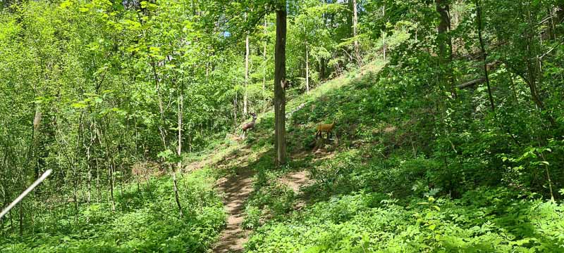 Streutal 3D Parcours in Mellrichstadt - Jagdbogen Freunde Rhön e.V. 55-bogenschiessen bogenschiessen 29Mai 0055-bogenschiessen