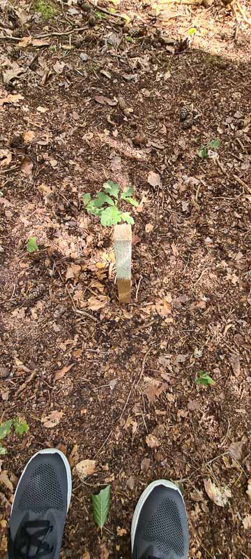 bogenschiessen 26Aug 0012-bogenschiessen