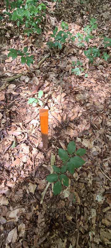 bogenschiessen 26Aug 0013-bogenschiessen