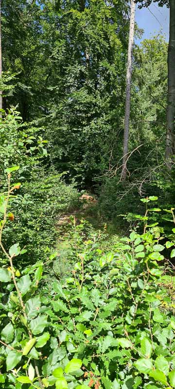 bogenschiessen 26Aug 0017-bogenschiessen