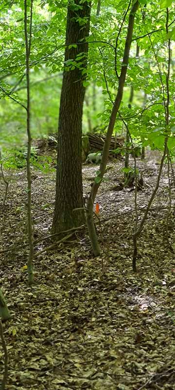 bogenschiessen 26Aug 0021-bogenschiessen