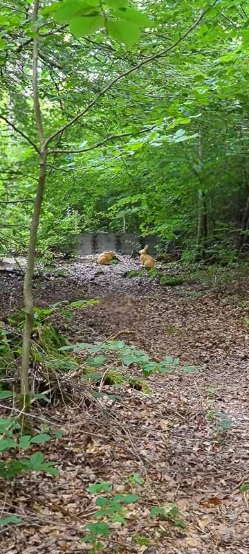 bogenschiessen 26Aug 0028-bogenschiessen