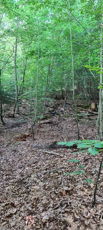 bogenschiessen 26Aug 0030-bogenschiessen