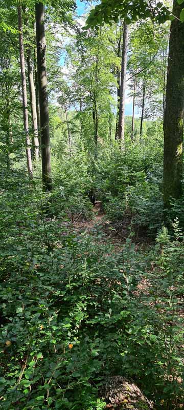 bogenschiessen 26Aug 0039-bogenschiessen