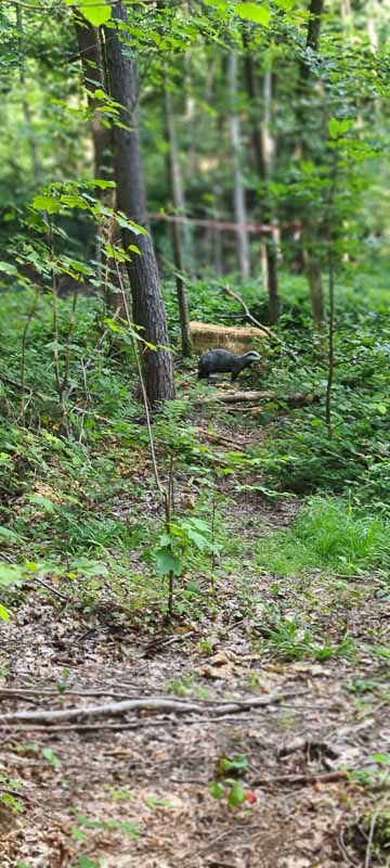 bogenschiessen 26Aug 0051-bogenschiessen