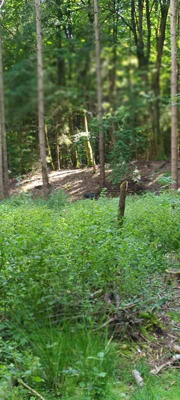 bogenschiessen 26Aug 0060-bogenschiessen