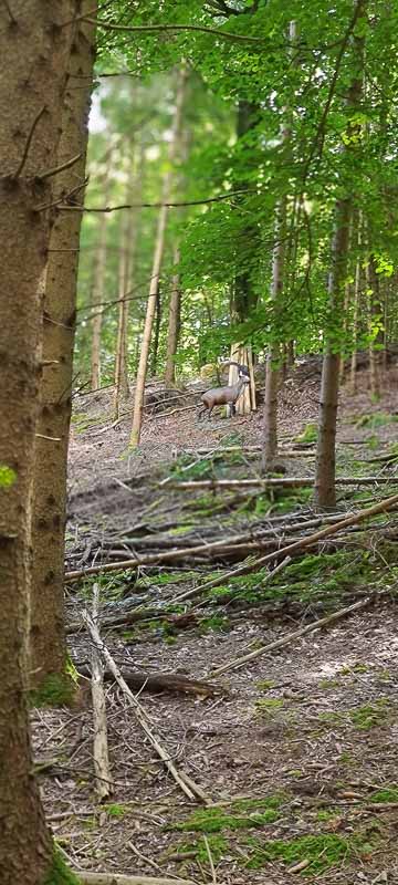 bogenschiessen 26Aug 0067-bogenschiessen