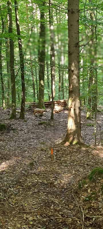 bogenschiessen 26Aug 0073-bogenschiessen