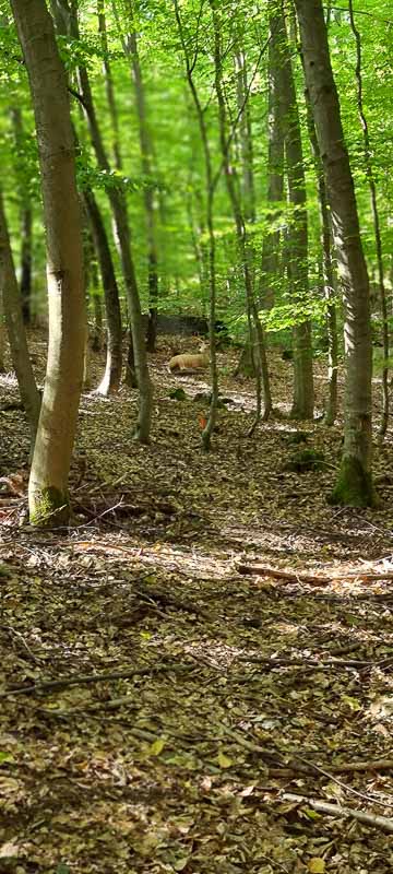 bogenschiessen 26Aug 0077-bogenschiessen