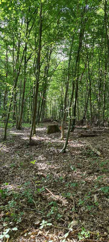 bogenschiessen 26Aug 0088-bogenschiessen