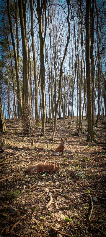 dornig2022 14-bogenschiessen