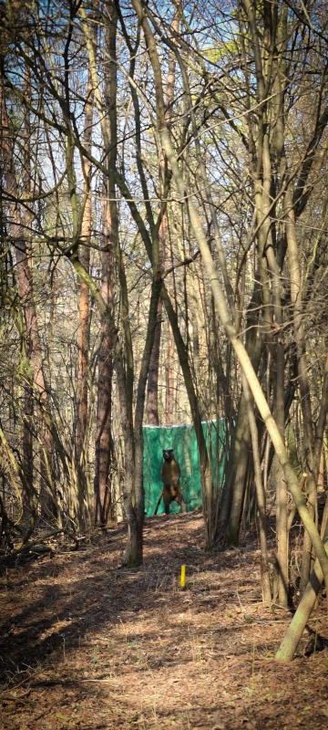 dornig2022 20-bogenschiessen