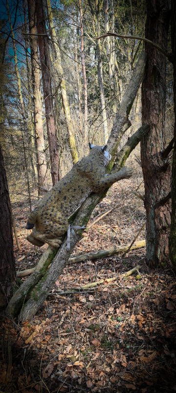 dornig2022 23-bogenschiessen