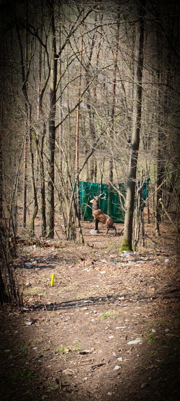 dornig2022 34-bogenschiessen