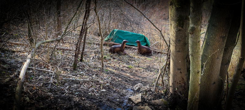 dornig2022 37-bogenschiessen