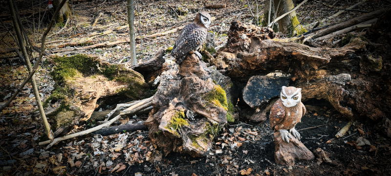 dornig2022 9-bogenschiessen