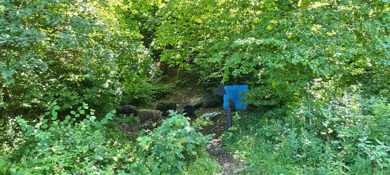 20210903 113720-bogenschiessen