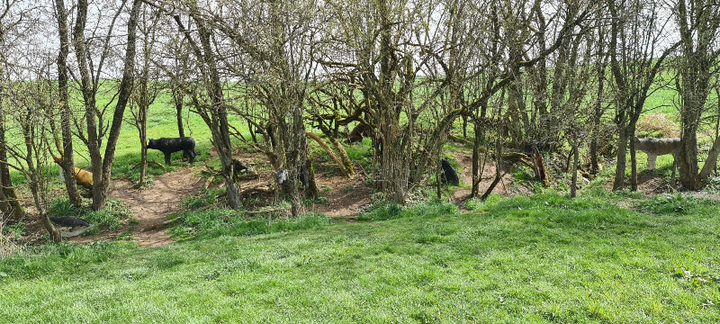 20220413 130002-bogenschiessen