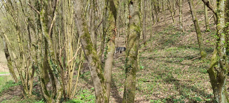 20220413 131942-bogenschiessen