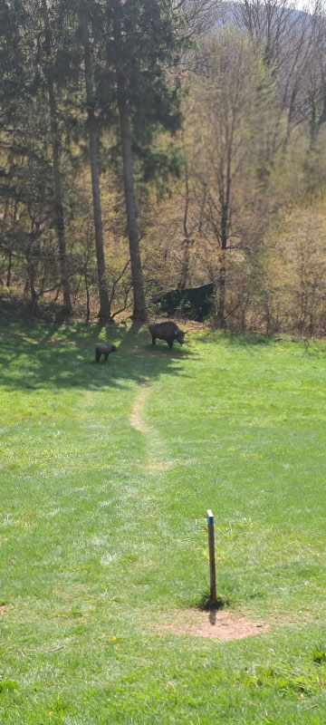 HenneburgParcours 16-bogenschiessen