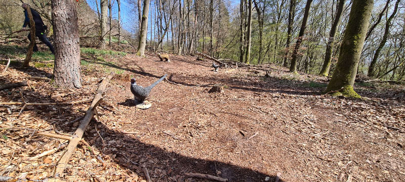 HenneburgParcours 17-bogenschiessen