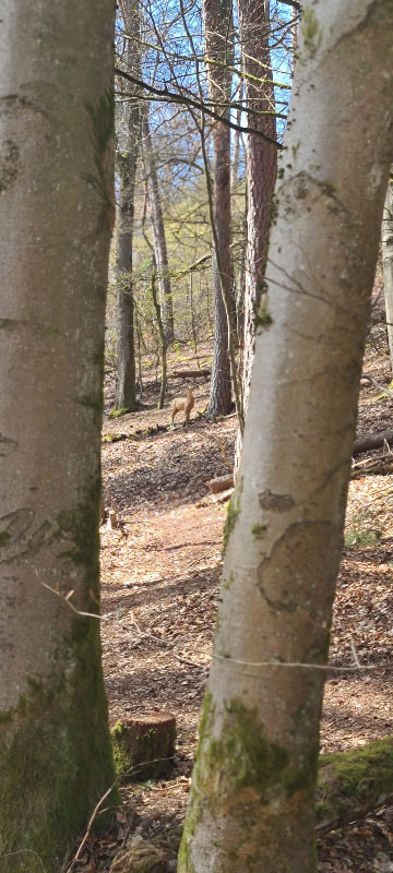 HenneburgParcours 19-bogenschiessen