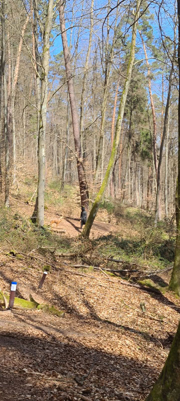 HenneburgParcours 23-bogenschiessen