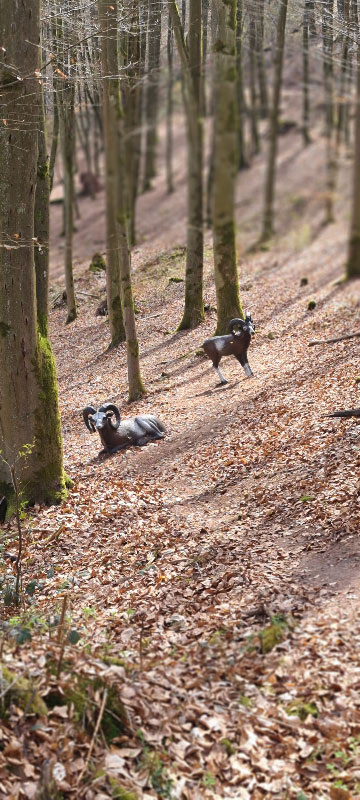 HenneburgParcours 29-bogenschiessen