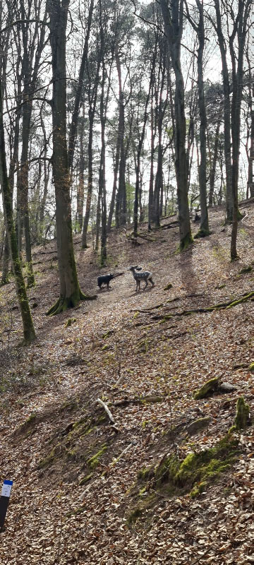 HenneburgParcours 30-bogenschiessen