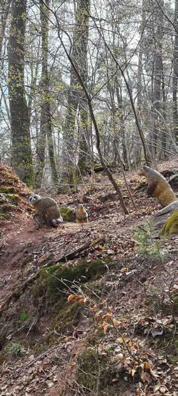 HenneburgParcours 31-bogenschiessen