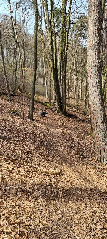 HenneburgParcours 32-bogenschiessen