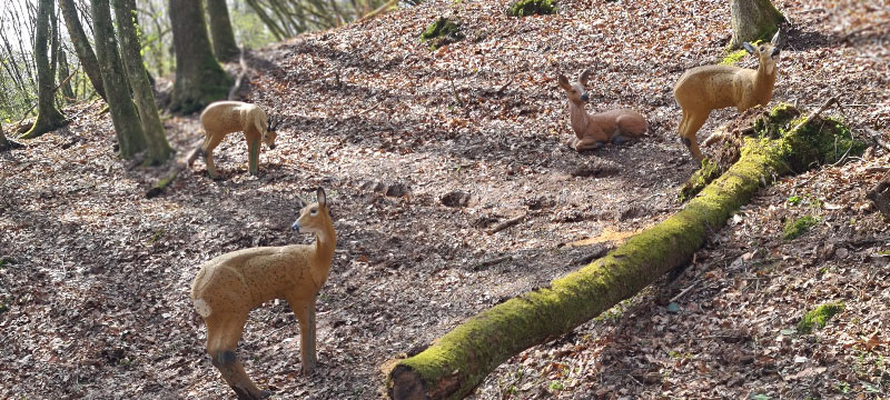 HenneburgParcours 9-bogenschiessen