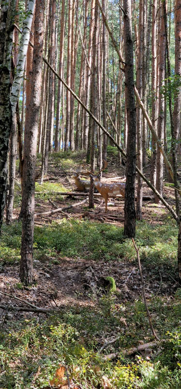 Bowhunters Oberlangenstadt 245-bogenschiessen