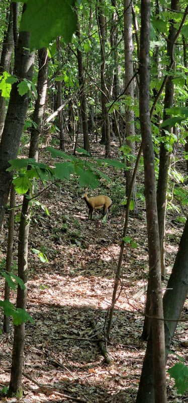 Bowhunters Oberlangenstadt 246-bogenschiessen