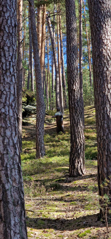 Bowhunters Oberlangenstadt 248-bogenschiessen