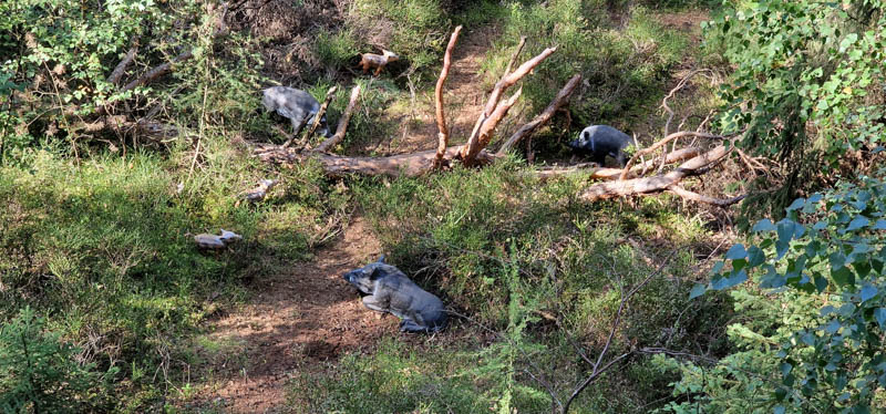 Bowhunters Oberlangenstadt 258-bogenschiessen