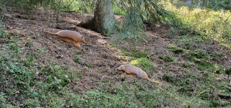 Bowhunters Oberlangenstadt 260-bogenschiessen