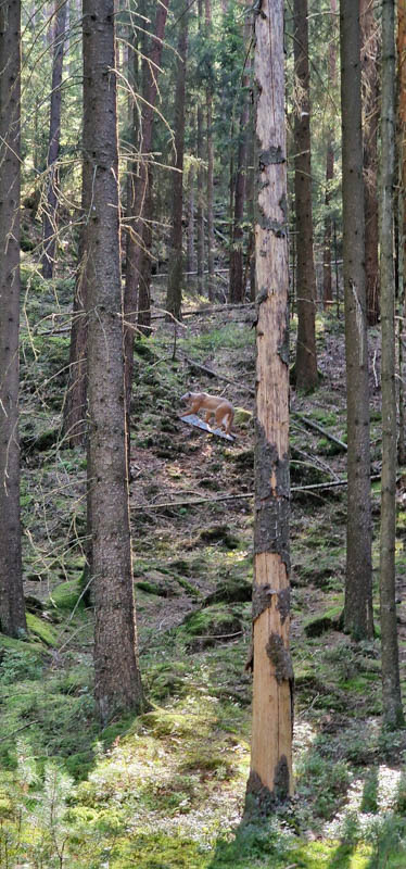 Bowhunters Oberlangenstadt 261-bogenschiessen