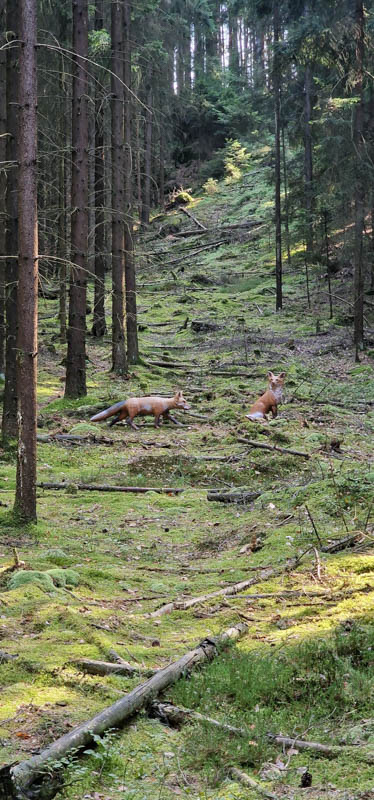 Bowhunters Oberlangenstadt 265-bogenschiessen