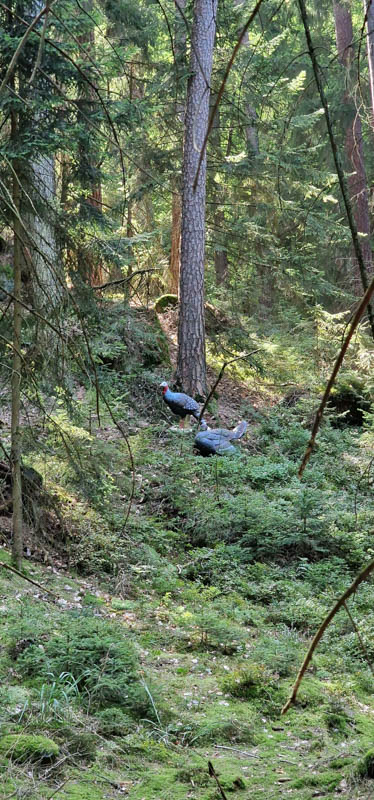 Bowhunters Oberlangenstadt 269-bogenschiessen