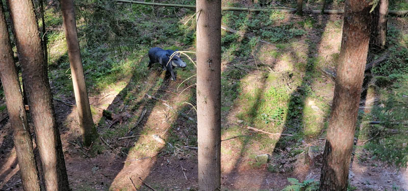 Bowhunters Oberlangenstadt 270-bogenschiessen